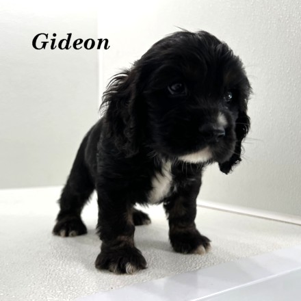 puppy, for, sale, Cocker Spaniel, Joe & Cherri  Overlease, dog, breeder, Miller, MO, dog-breeder, puppy-for-sale, forsale, nearby, find, puppyfind, locator, puppylocator, aca